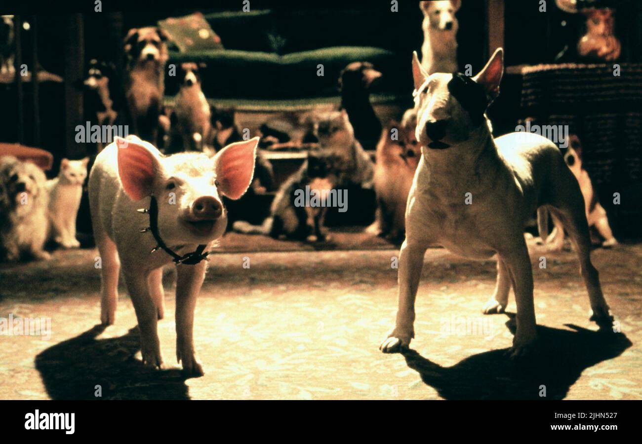 BABE DAS SCHWEIN, PB DER PITBULL, BABE: PIG IN DER STADT, 1998 Stockfoto