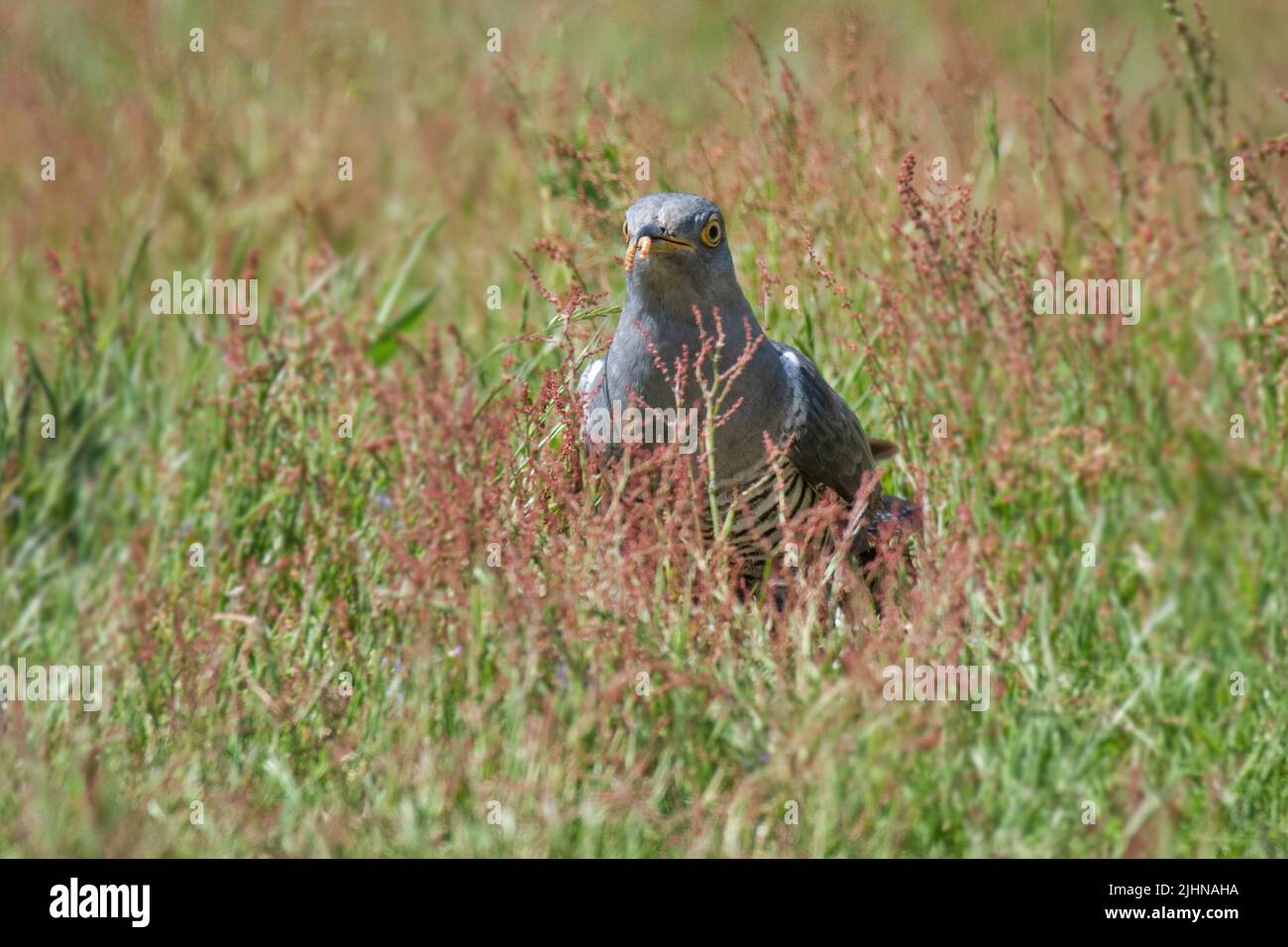 Ein gewöhnlicher Kuckuck steht im langen Gras mit einem Wurm im Schnabel Stockfoto