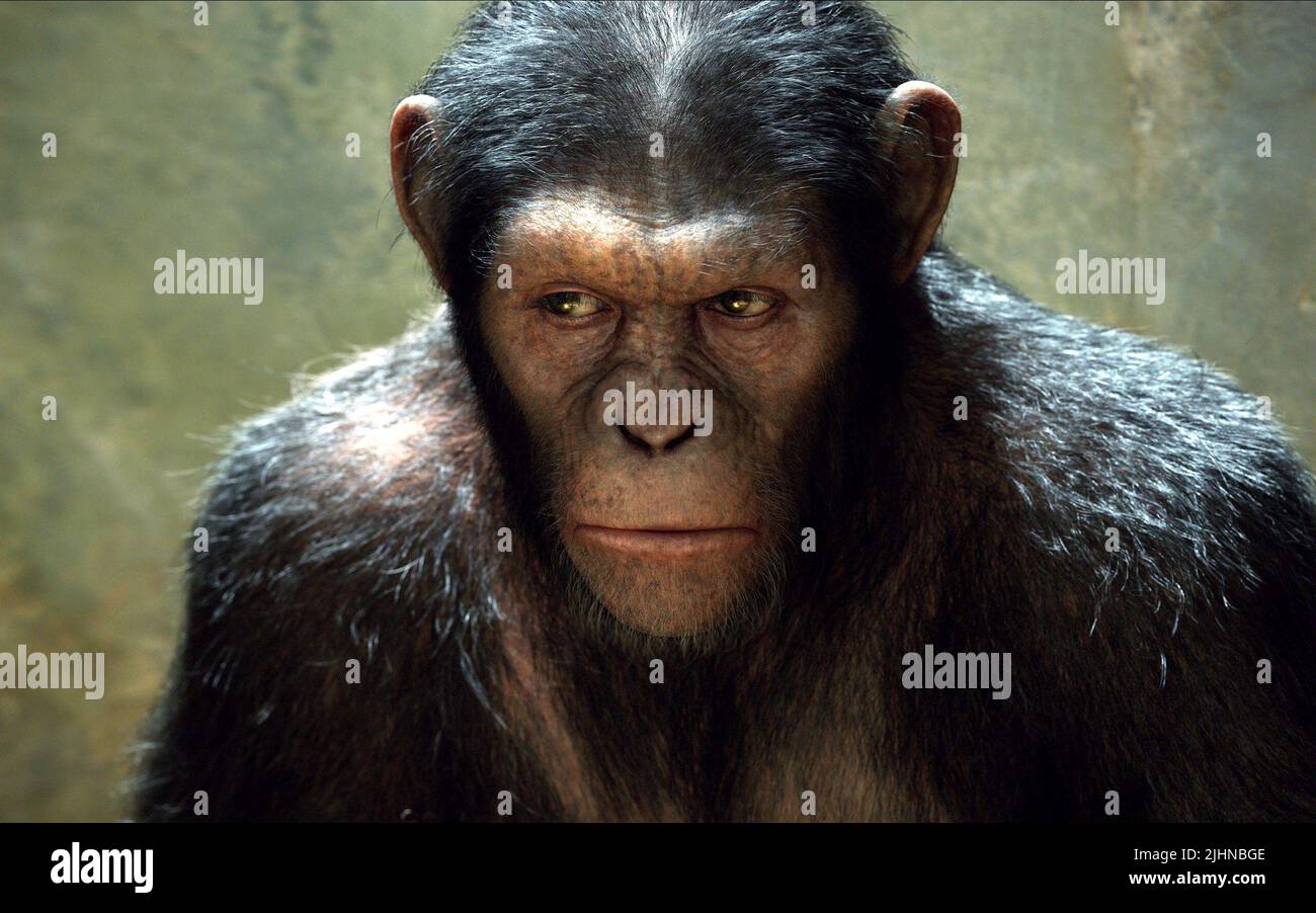 APE, Aufstieg der Planet der Affen, 2011 Stockfoto