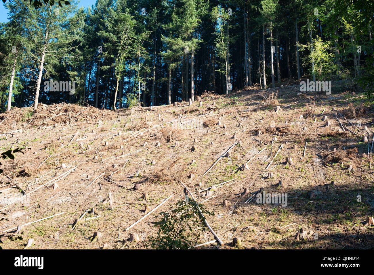 Wald in Deutschland, Bäume abhauen, Boden nach Hitzewelle im Sommer austrocknen, globale Erwärmung und Klimawandel, Umweltschäden Stockfoto