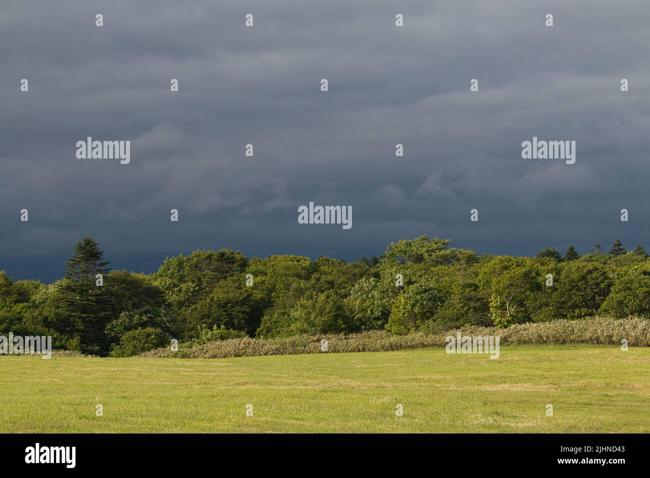 Hellgrünes Feld und Wald vor dunklem Himmel Stockfoto