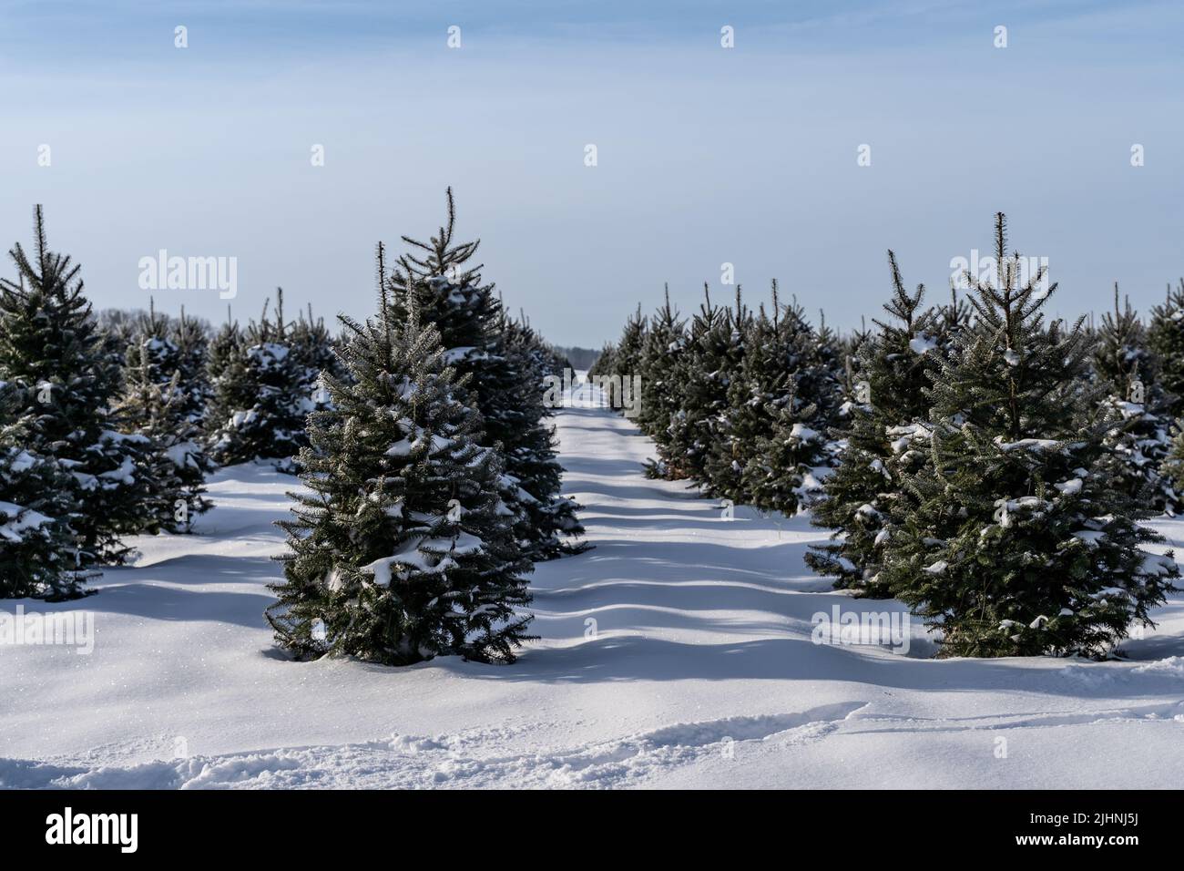 Schneebedeckte Weihnachtsbäume in Reihen auf der lokalen Christmas Tree Farm, Berks County, Pennsylvania Stockfoto