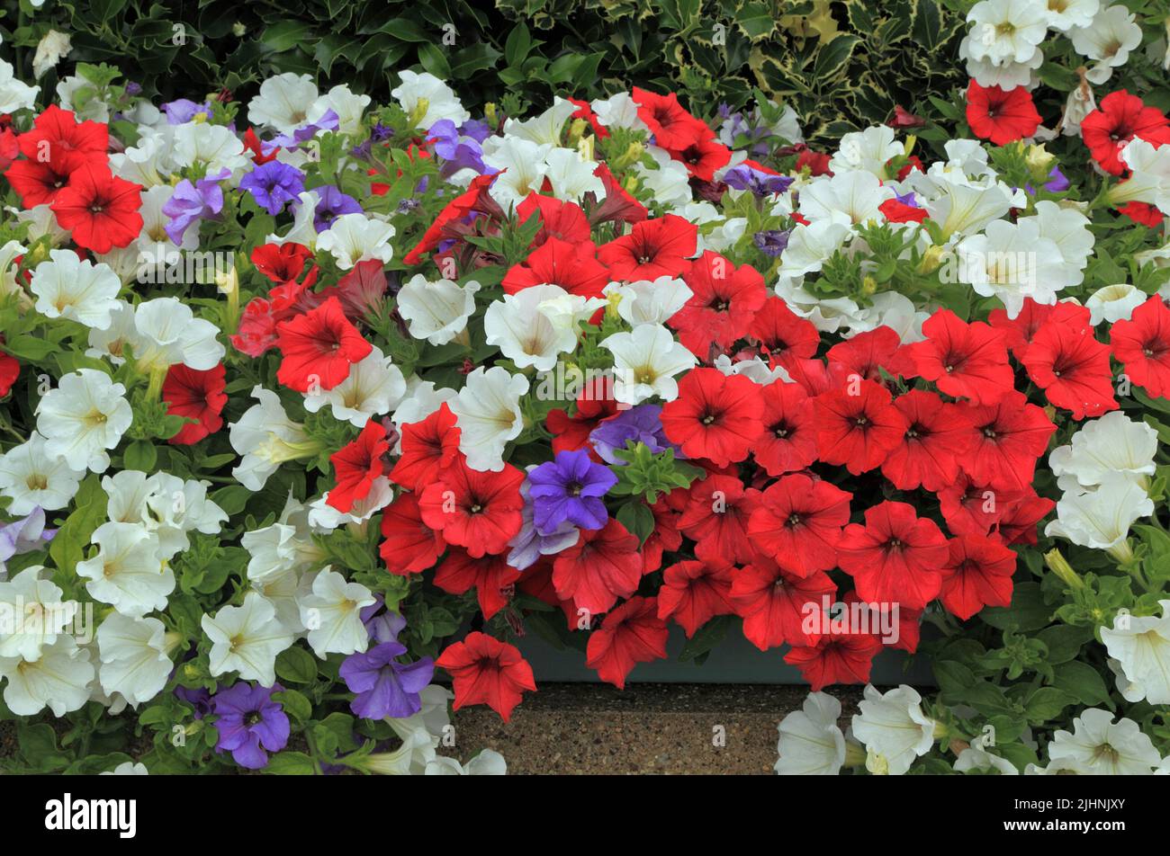 Petunien, rot, weiß, blauviolett, wandmontierter Behälter, Garten, Gartenarbeit, Norfolk, England Stockfoto