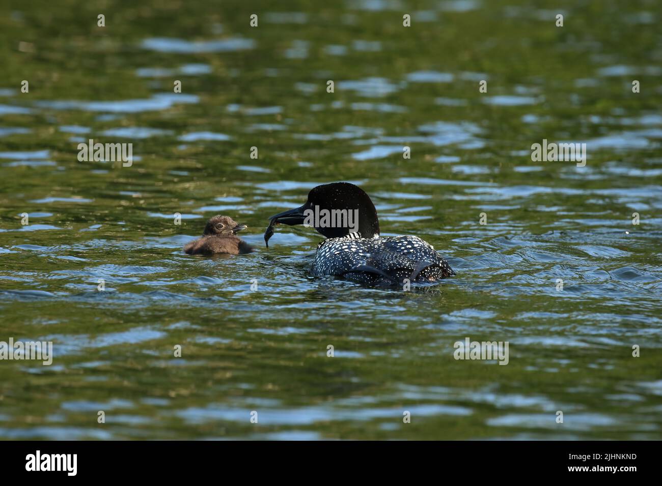 Ausgewachsener Seetaucher füttert Küken Stockfoto