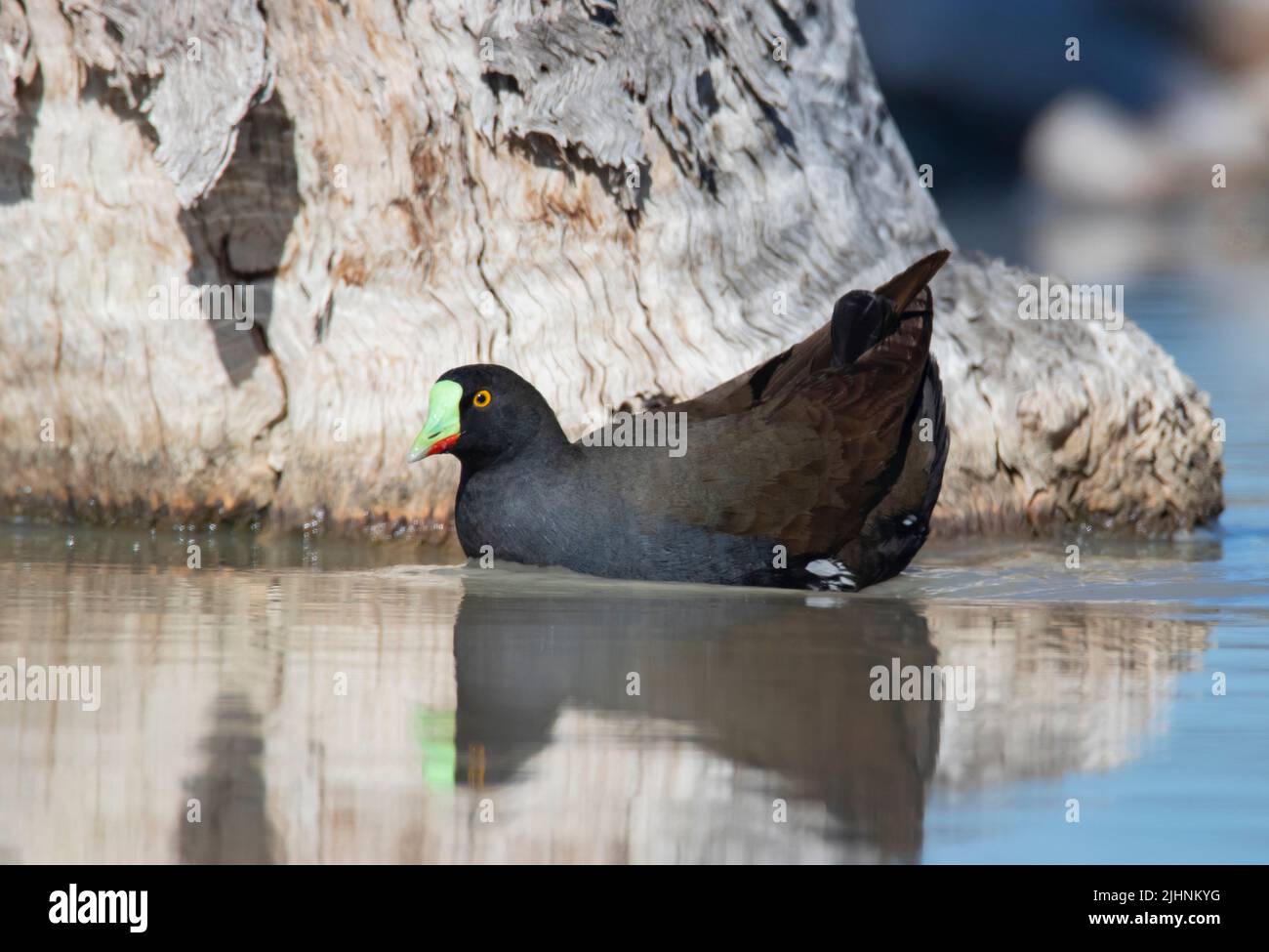 Schwarze Schwanzhenne, Tribonyx ventricalis; in Feuchtgebieten im Outbck Queensland Australia. Stockfoto