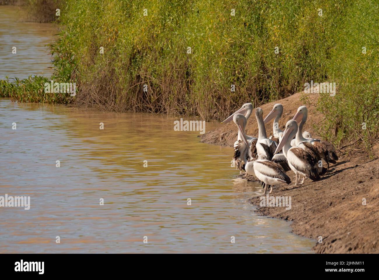 Ein australischer Pelikan, Pelecanus auffallillatus, schar am Ufer eines Baches im Western Queensland Channel Country. Stockfoto