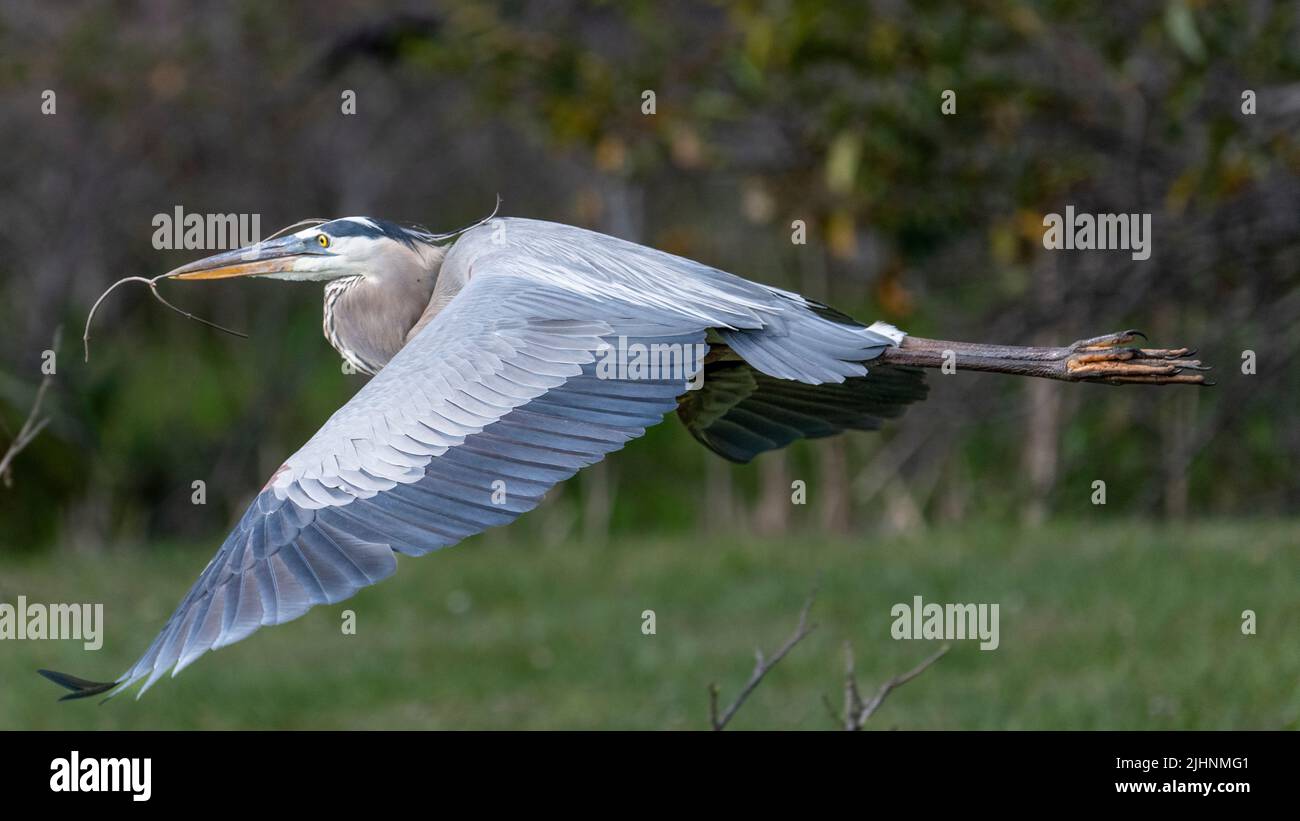Great Blue Heron Gleiten Nach Hause Stockfoto