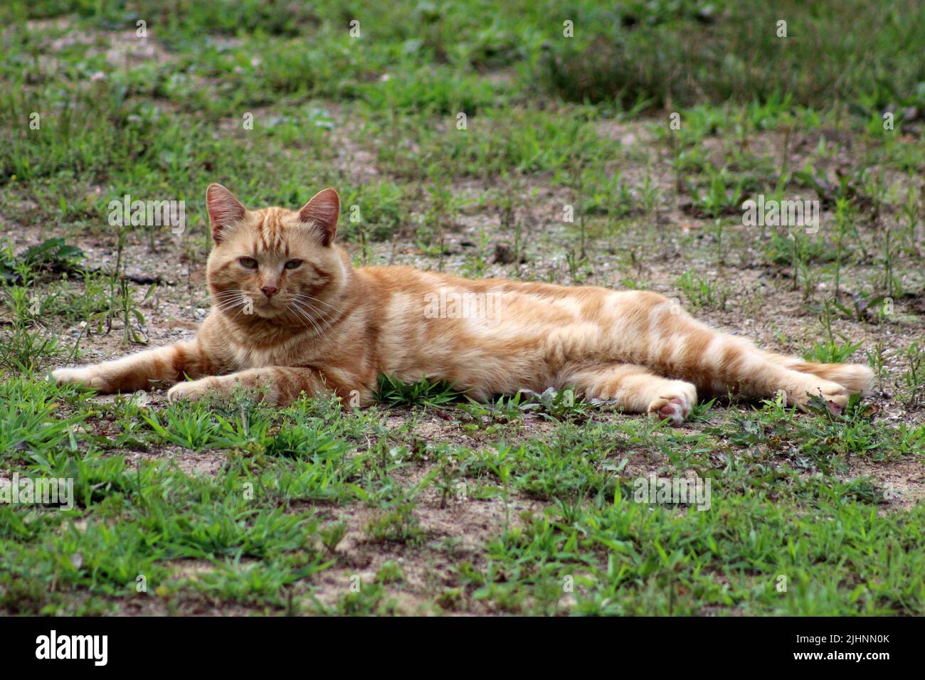 Eine orangefarbene Feralkatze, die im Hof liegt Stockfoto