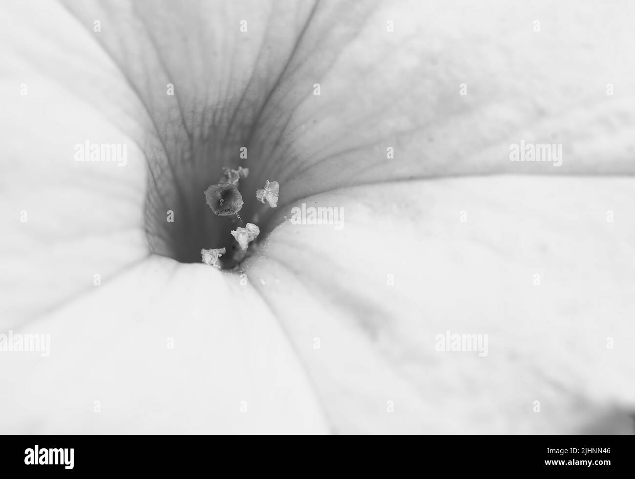 Schwarzweiß-Fotografie, eine zeitlose Kunstform, fängt die Welt aus einer einzigartigen und faszinierenden Perspektive ein. Stockfoto