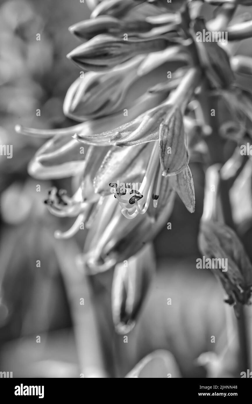 Schwarzweiß-Fotografie, eine zeitlose Kunstform, fängt die Welt aus einer einzigartigen und faszinierenden Perspektive ein. Stockfoto