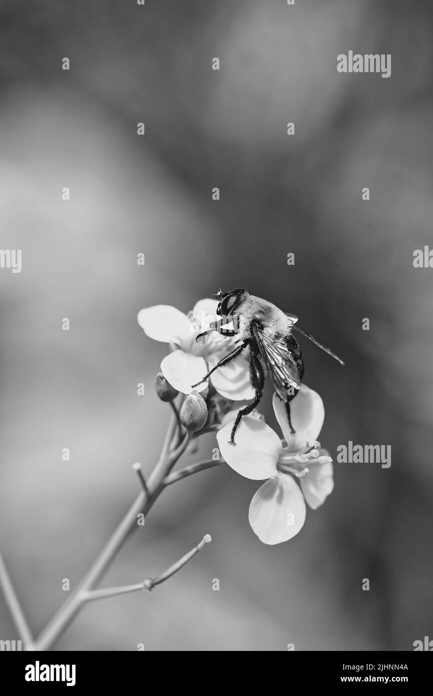 Schwarzweiß-Fotografie, eine zeitlose Kunstform, fängt die Welt aus einer einzigartigen und faszinierenden Perspektive ein. Stockfoto