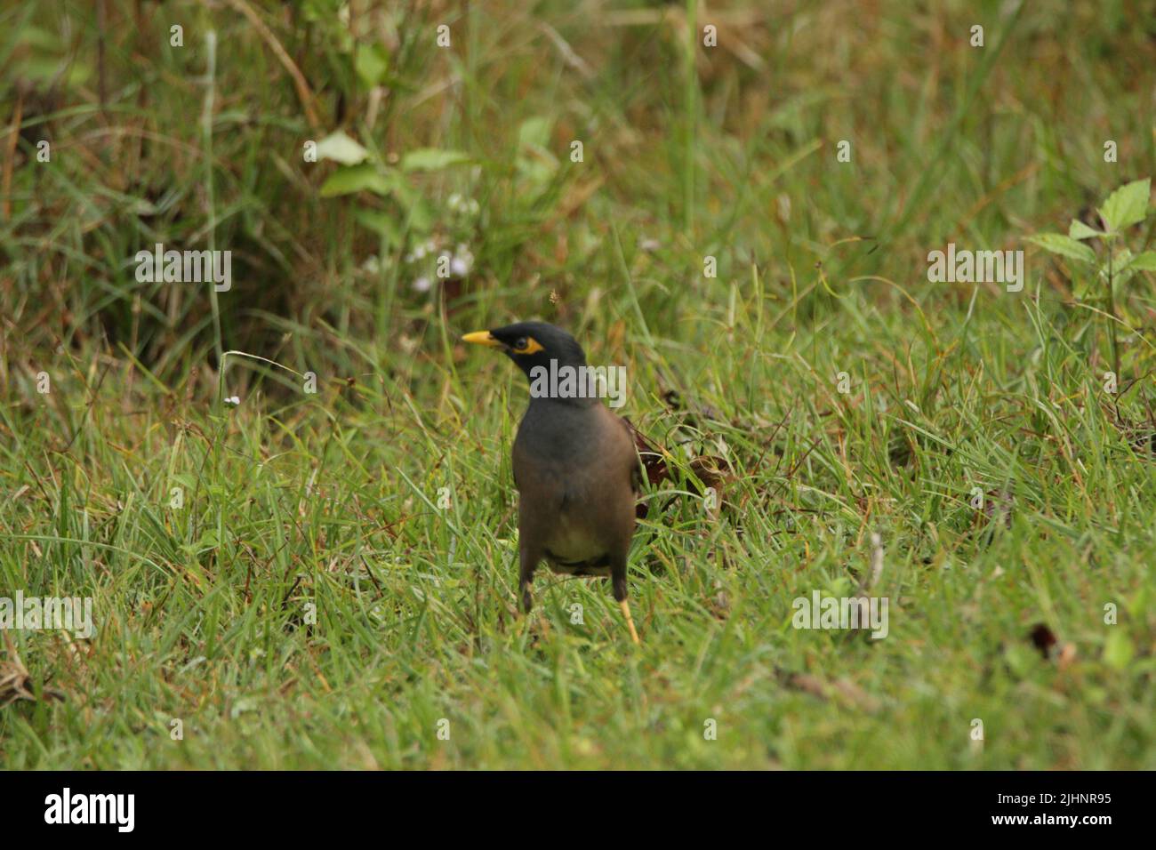 Birds of Nagarhole National Park, Indien Stockfoto