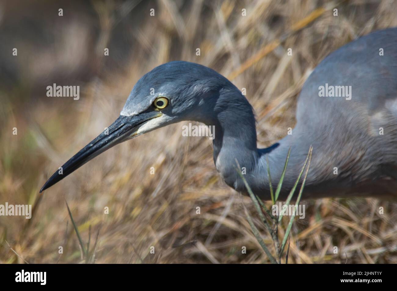 Weißgesichtige Reiher, Egretta novaehollandiae, jagen Beute in einem Feuchtgebiet im Outback Queensland Australien. Stockfoto