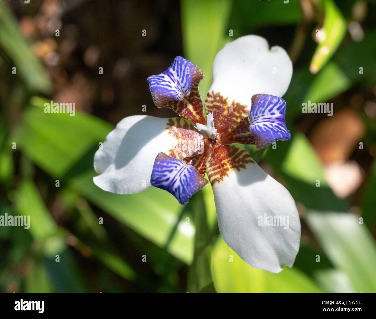 Weiße und violette brasilianische Wanderlilie von oben mit Blättern unten fotografiert. Stockfoto