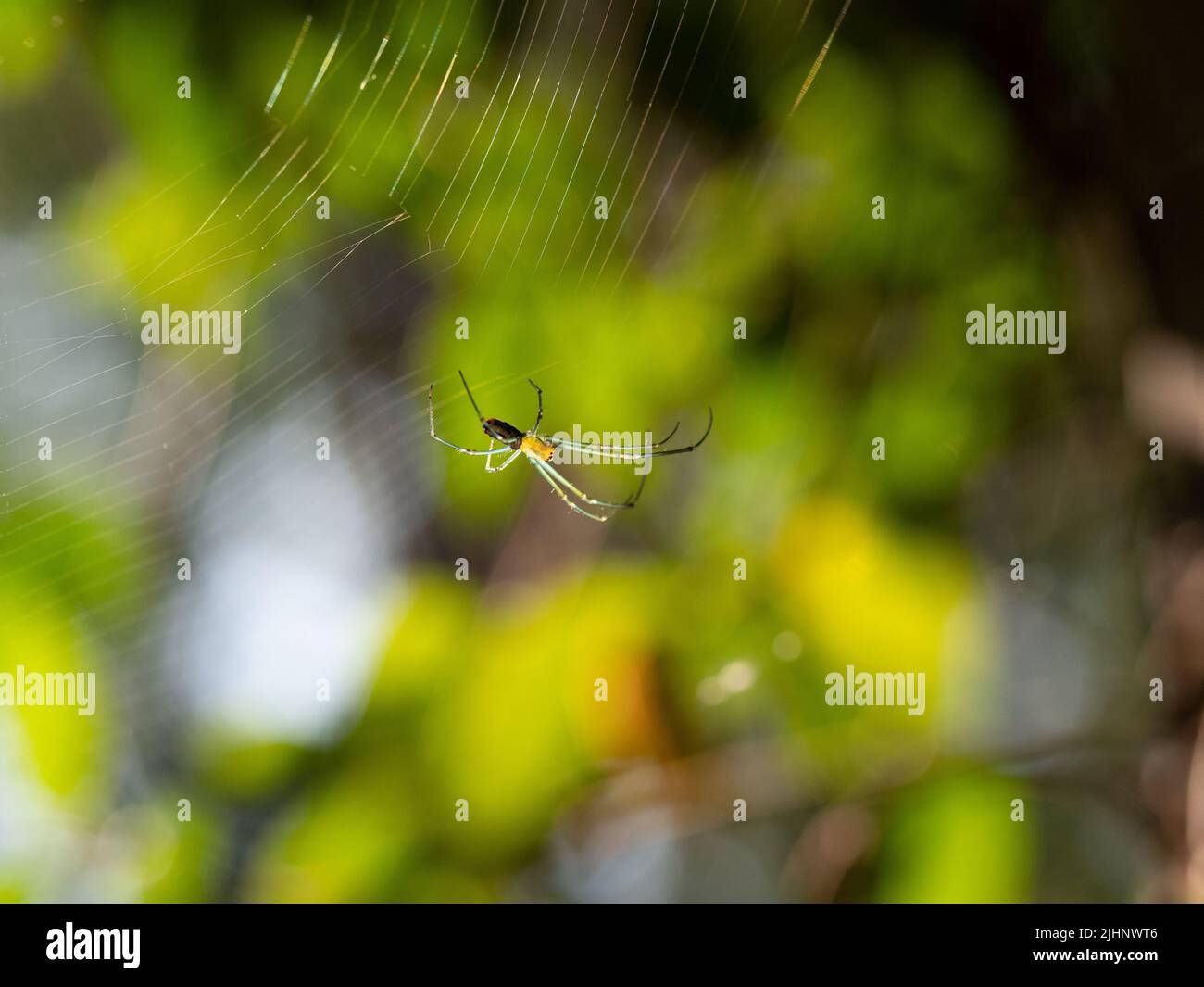 Orchard Orb-Weaver oder Leukauge Spinne im Netz. Fotografiert mit geringer Schärfentiefe in Texas. Stockfoto