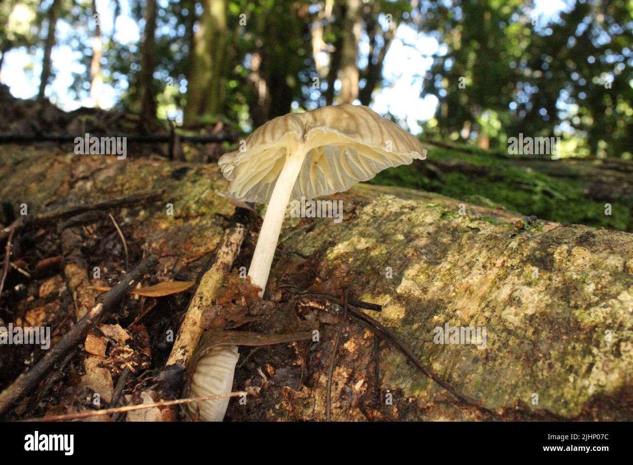 Pilze auf einem umgestürzten Baum mit natürlichem Hintergrund aus dem Dschungel von Belize, Mittelamerika Stockfoto