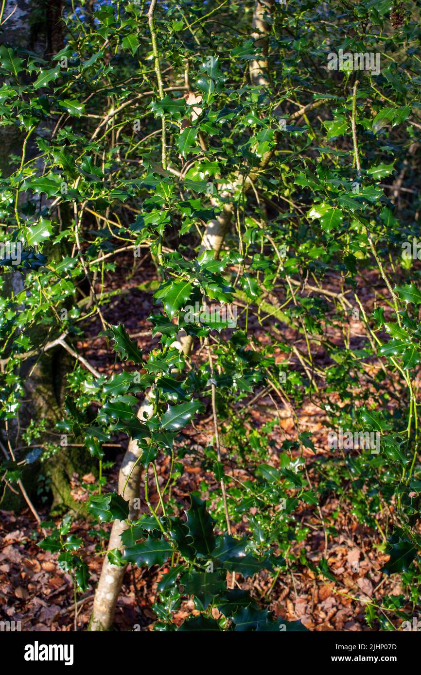 Holly Busch mit leuchtend grünen Blättern in der Herbstsonne Stockfoto