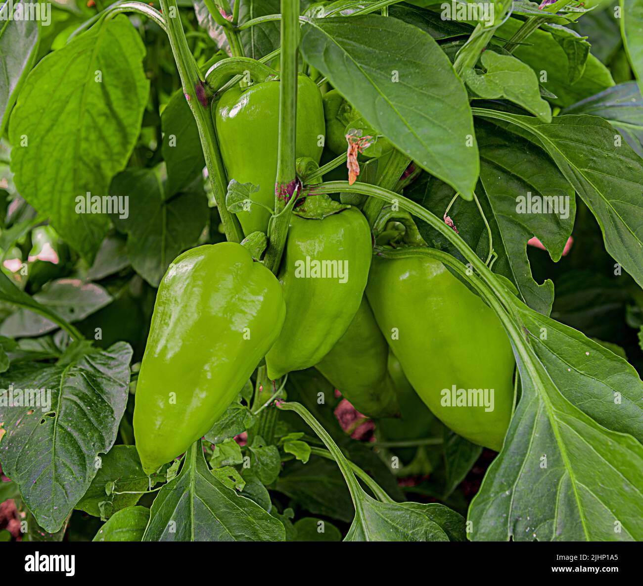 Bulgarischer Pfefferbusch mit grünen Früchten Stockfoto