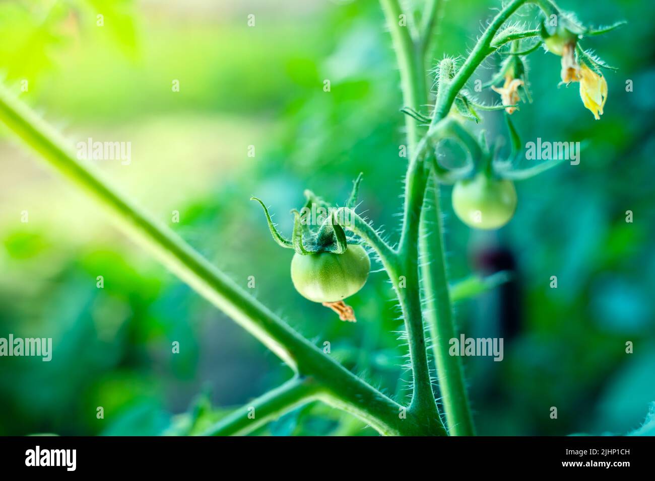 Die ersten jungen grünen Tomatenfrüchte aus der Nähe wachsen im Gemüsegarten Stockfoto