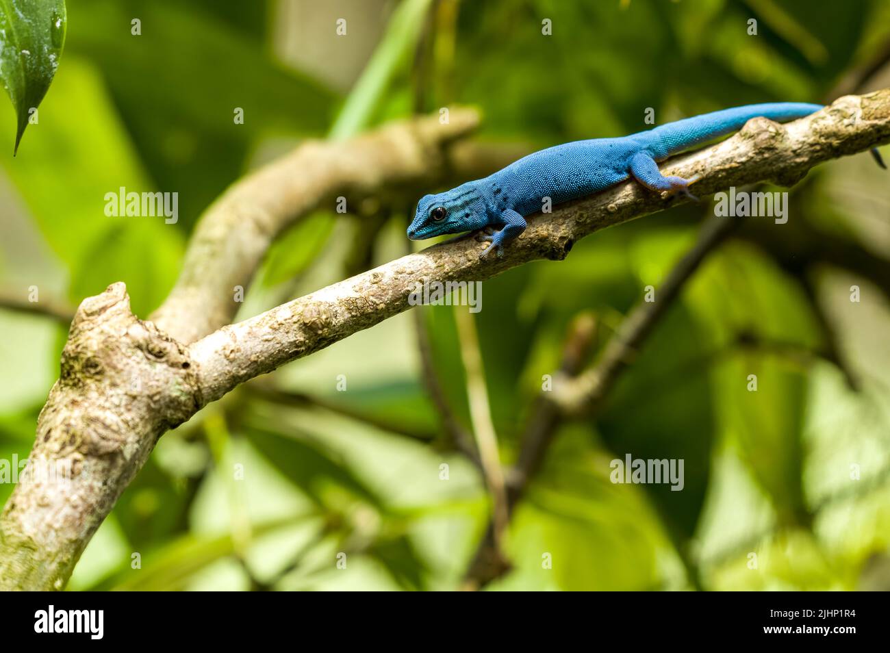Ein vom Aussterben bedrohter türkisfarbener Zwerggecko, Lygodactylus williamsi. Auch bekannt als William's Zwerggecko oder elektrischer Blaugecko im Zoo von Jersey. Stockfoto