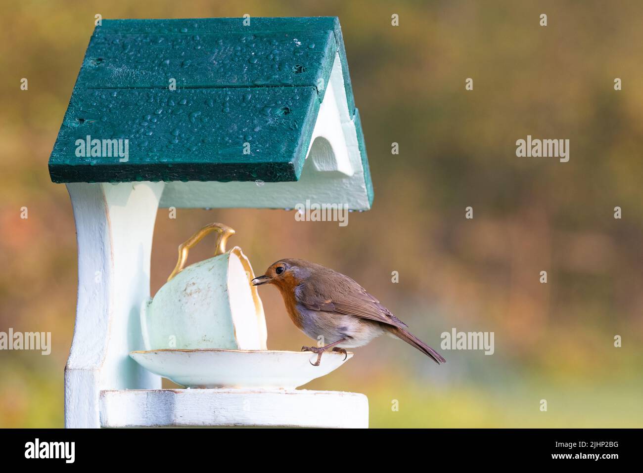 European Robin [ Erithacus rubecula ] Fütterung von Neuheit Tasse und Untertasse Vogel Futterstelle Stockfoto