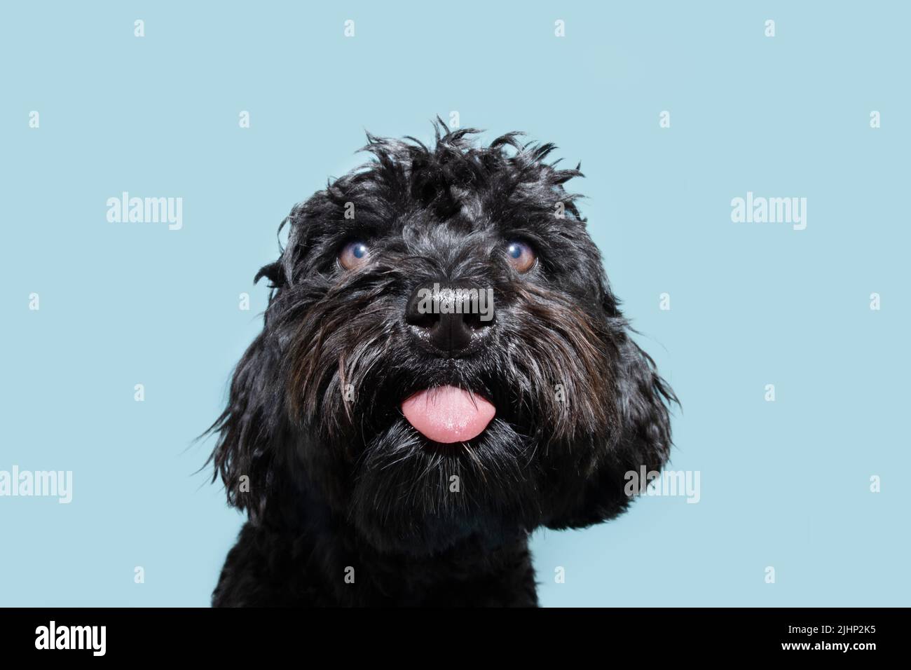 Portrait lustige schwarze Pudel ragt Zunge heraus. Isoliert auf blauem pastellfarbenem Hintergrund Stockfoto