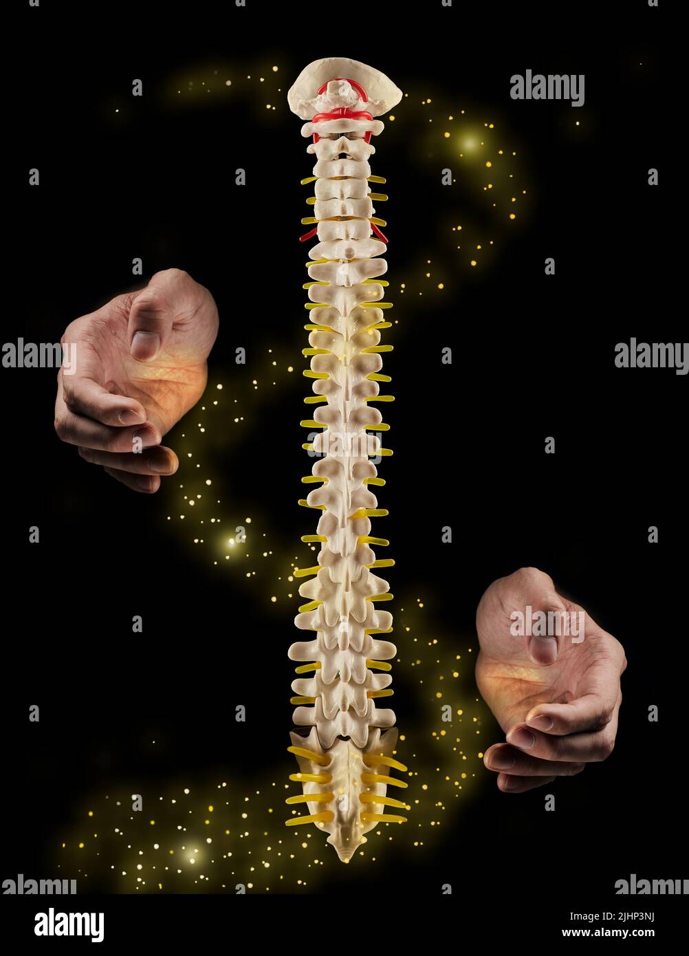 Wirbelsäulengesundheitskonzept. Die Hände des Chiropraktikers tun Wunder mit der menschlichen Wirbelsäule oder dem Rückgrat, kunstliche Visualisierung der Gesundheit der menschlichen Wirbelsäule auf schwarzem Hintergrund Stockfoto
