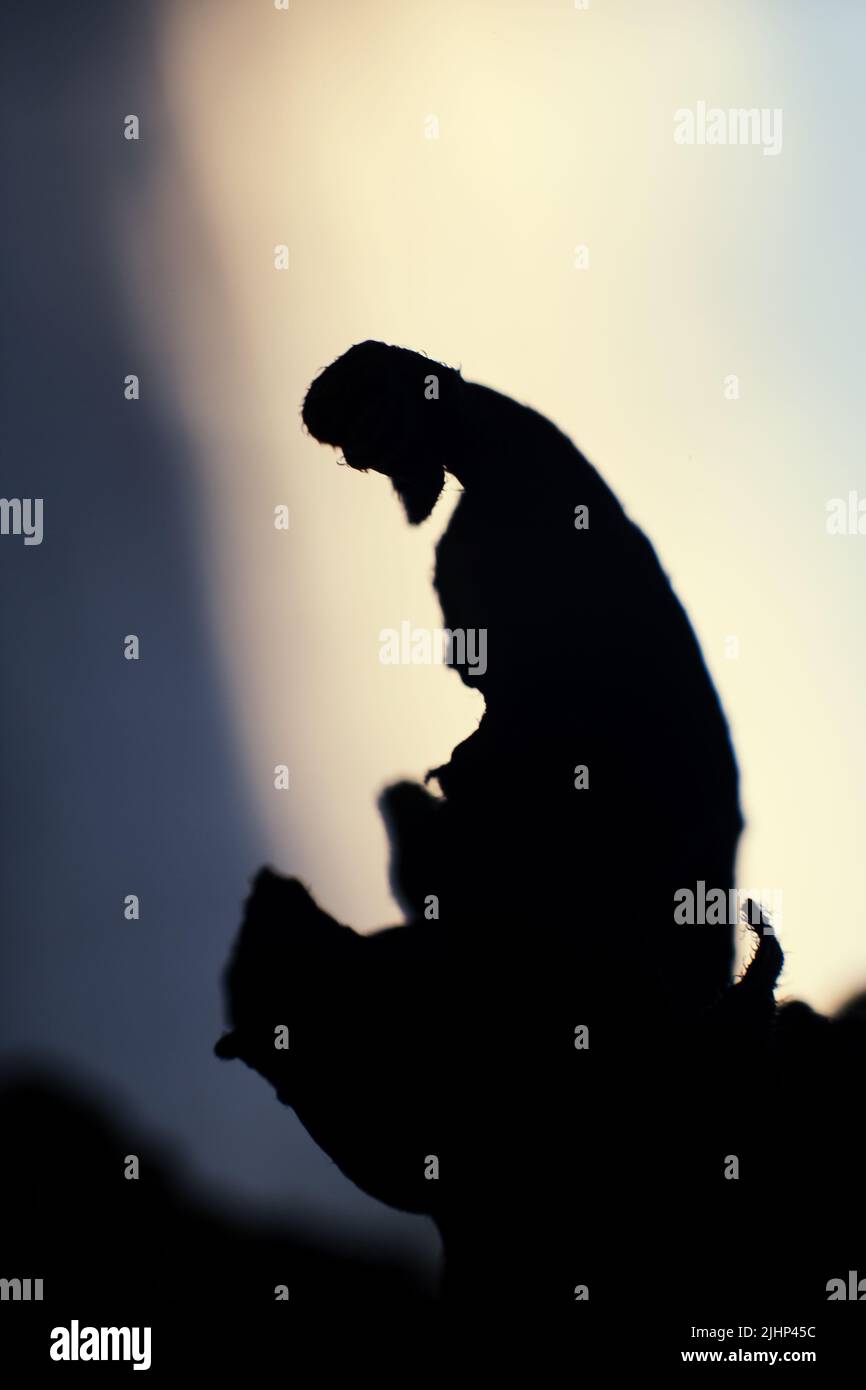 Silhouetten aus trockenen Blättern, die aussehen wie ein Mann, der auf einer Klippe betet. Schieferes Licht verstärkt die Wirkung der Heiligkeit. Stockfoto