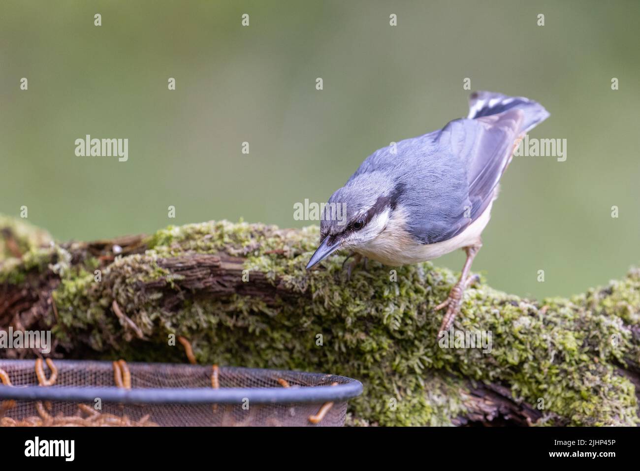 Nuthatch [ Sitta Europaea ] füttert an lebenden Mehlwürmern am Futterhäuschen Stockfoto