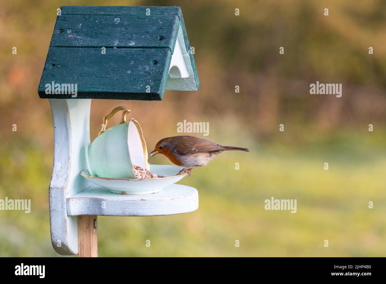 European Robin [ Erithacus rubecula ] Fütterung von Neuheit Tasse und Untertasse Feeder Stockfoto