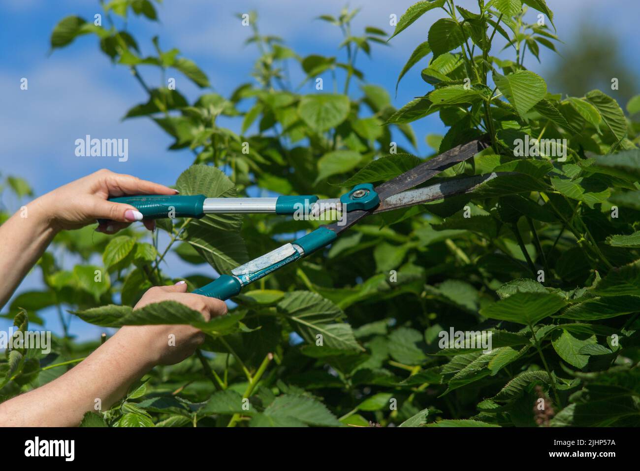 Weibliche Hände, die Beschneidung von Beerensträuchern machen Stockfoto