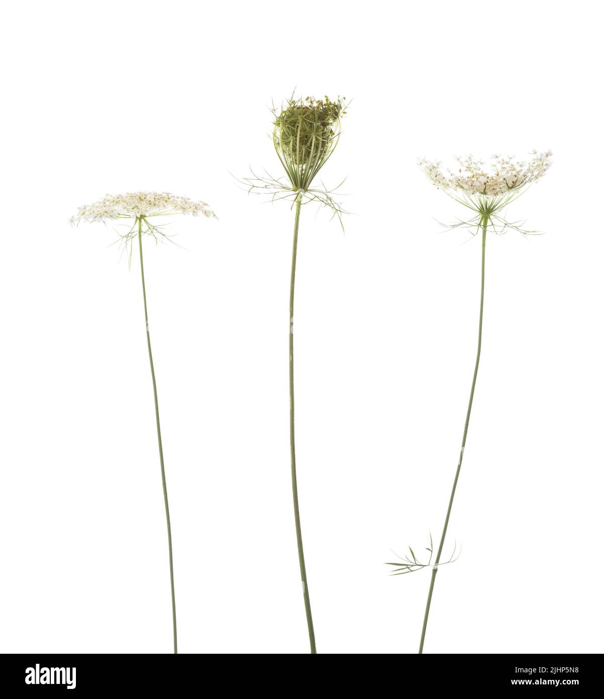 Wildblumen isoliert auf weißem Hintergrund. Daucus carota (wilde Karotte) - Pflanze der Karottenfamilie. Selektiver Fokus Stockfoto