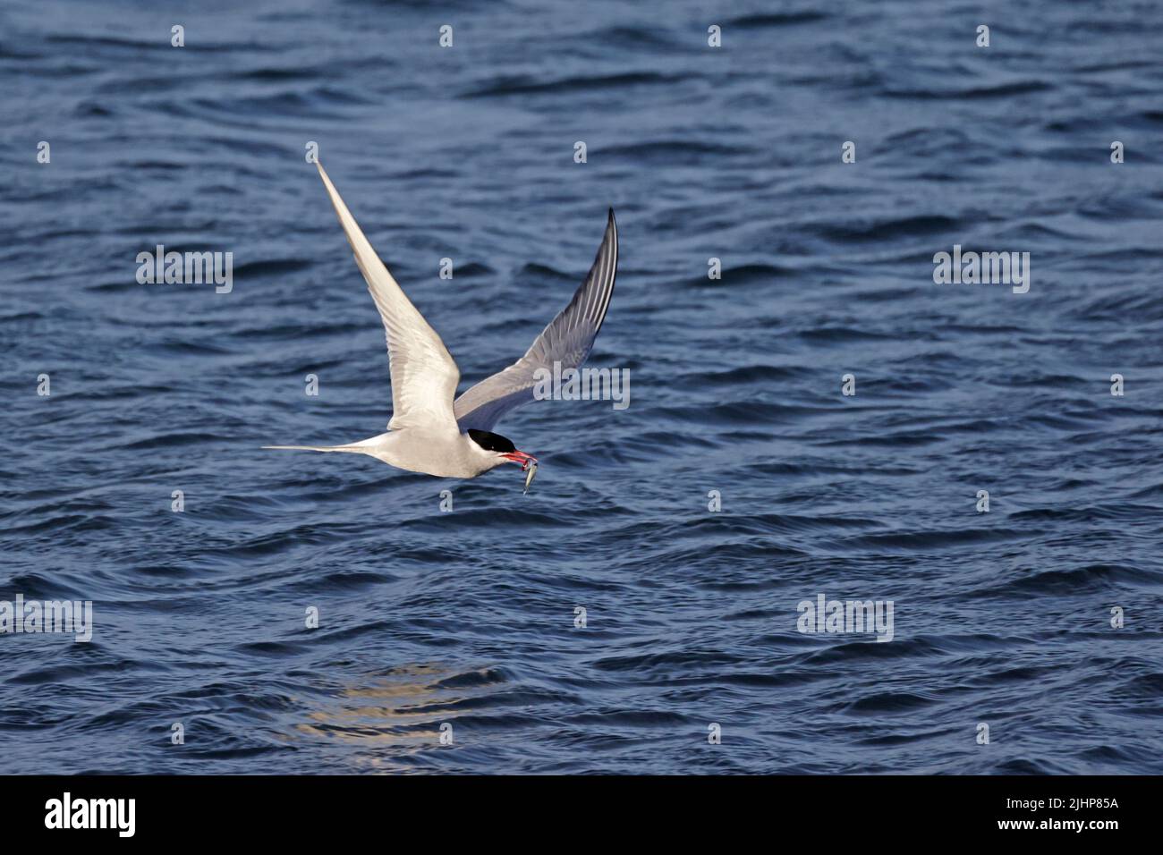 Arctic Tern, die Lebensmittel in Cemyln Lagoon Anglesey Wales, Großbritannien, transportieren Stockfoto