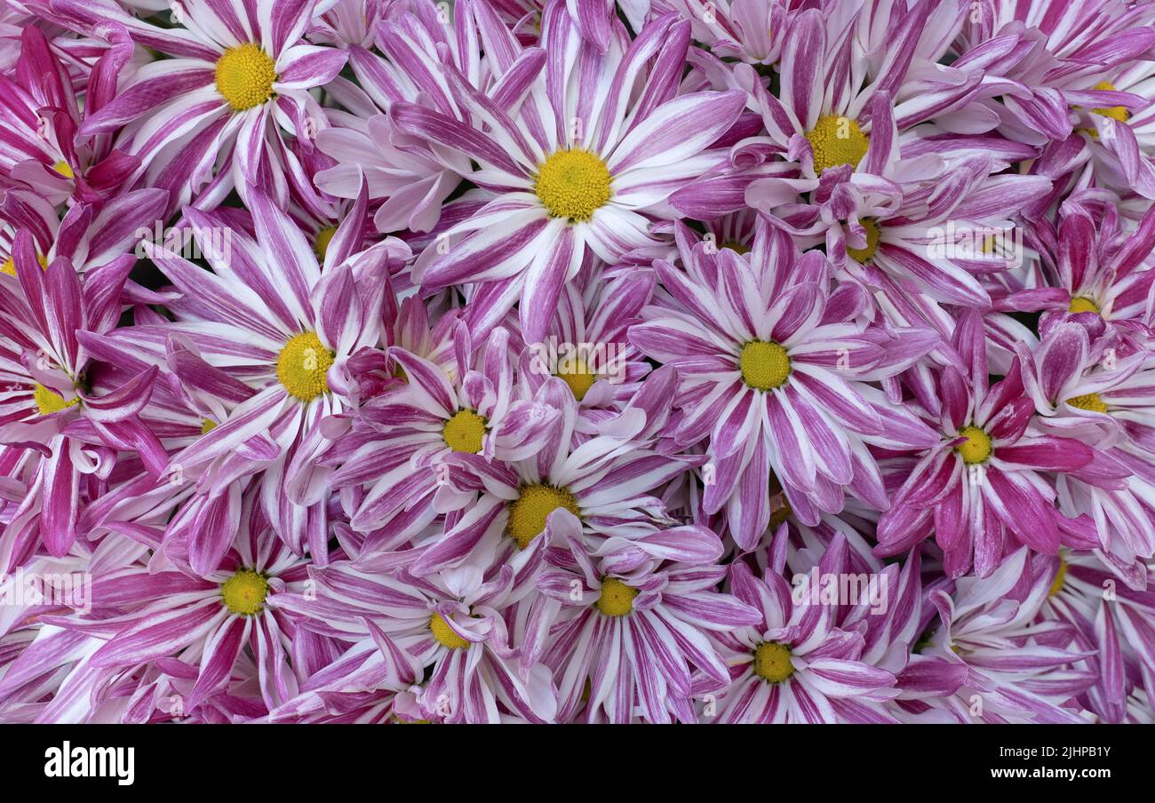 Rosa weiß gestreifte Blüten einer Chrysantheme, Typ Rainbow Stockfoto