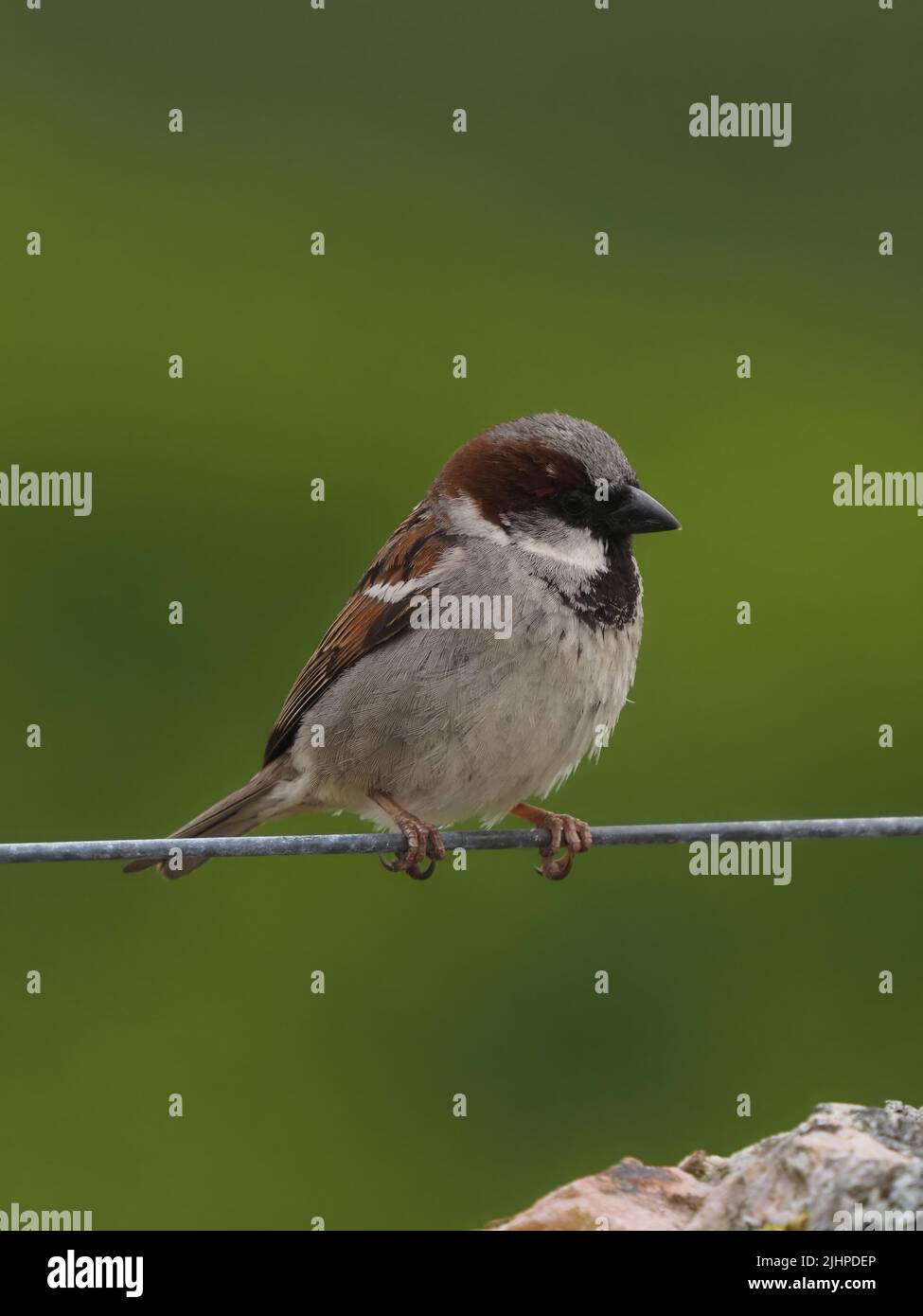 Die Spatzen im Haus gehen in vielen Gebieten zurück, werden aber oft in Familien- oder Kommunalfesten gefunden. Stockfoto