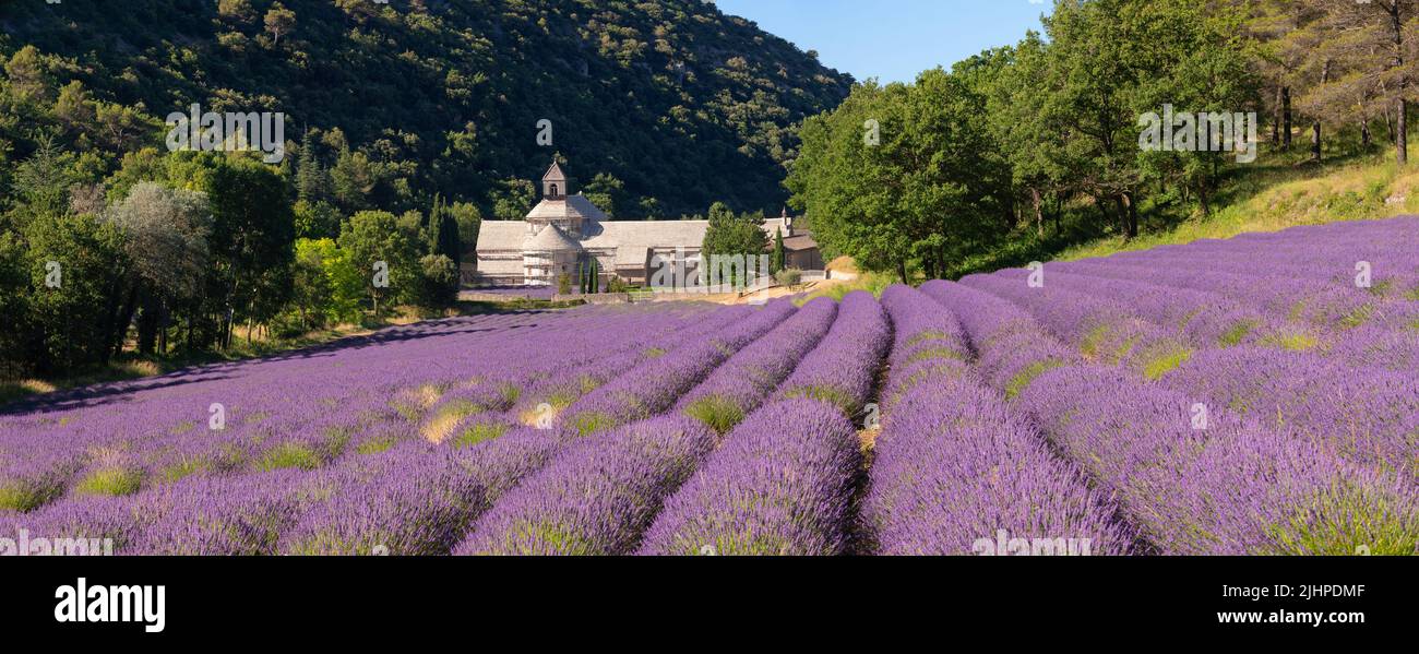 Senanque Abbey in der Provence mit Lavendelfeldern im Sommer. Luberon Regional Park, Vaucluse, Region Provence-Alpes-Cote-d'Azur in Frankreich Stockfoto