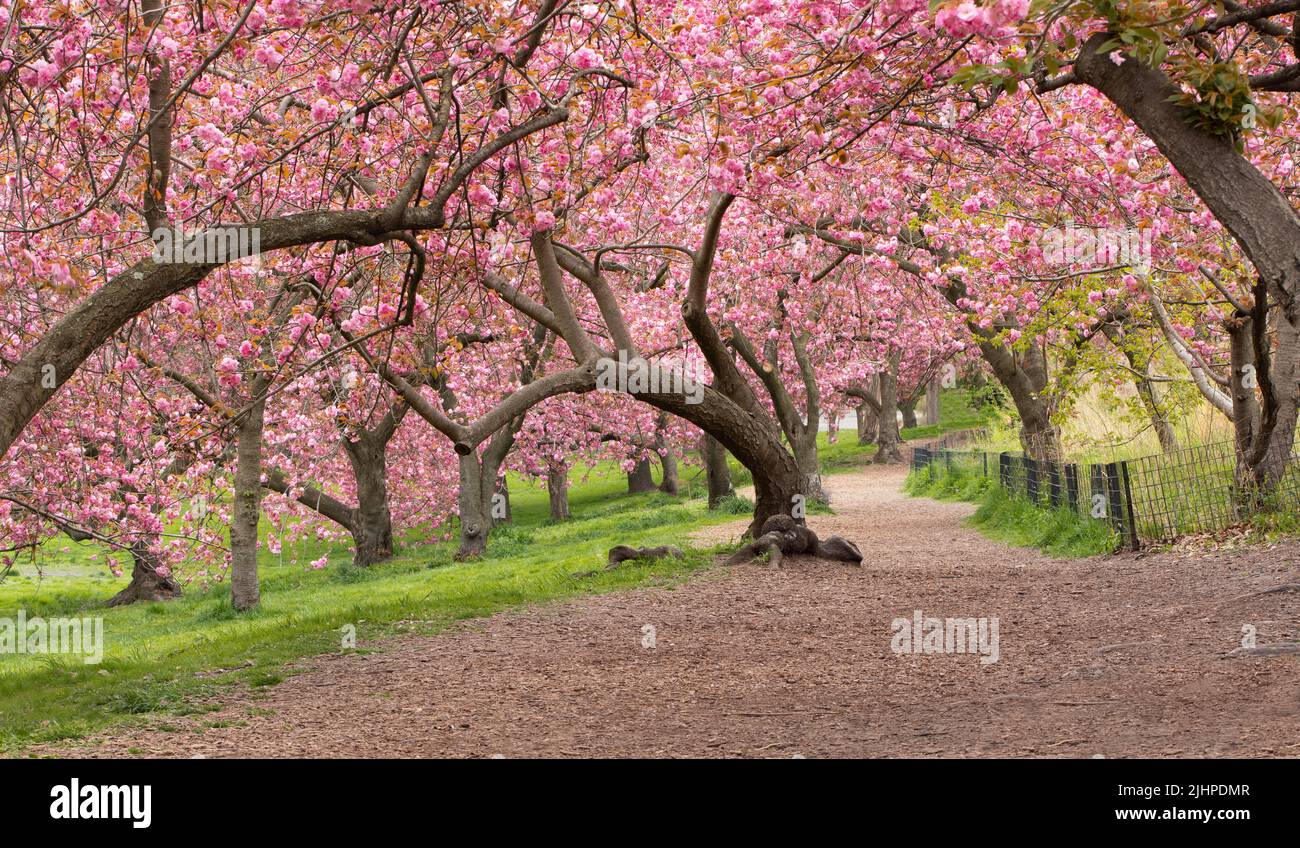 Frühling im Central Park New York City. Blühende Kwanzan-Kirschbäume auf der Upper West Side von Manhattan. USA Stockfoto