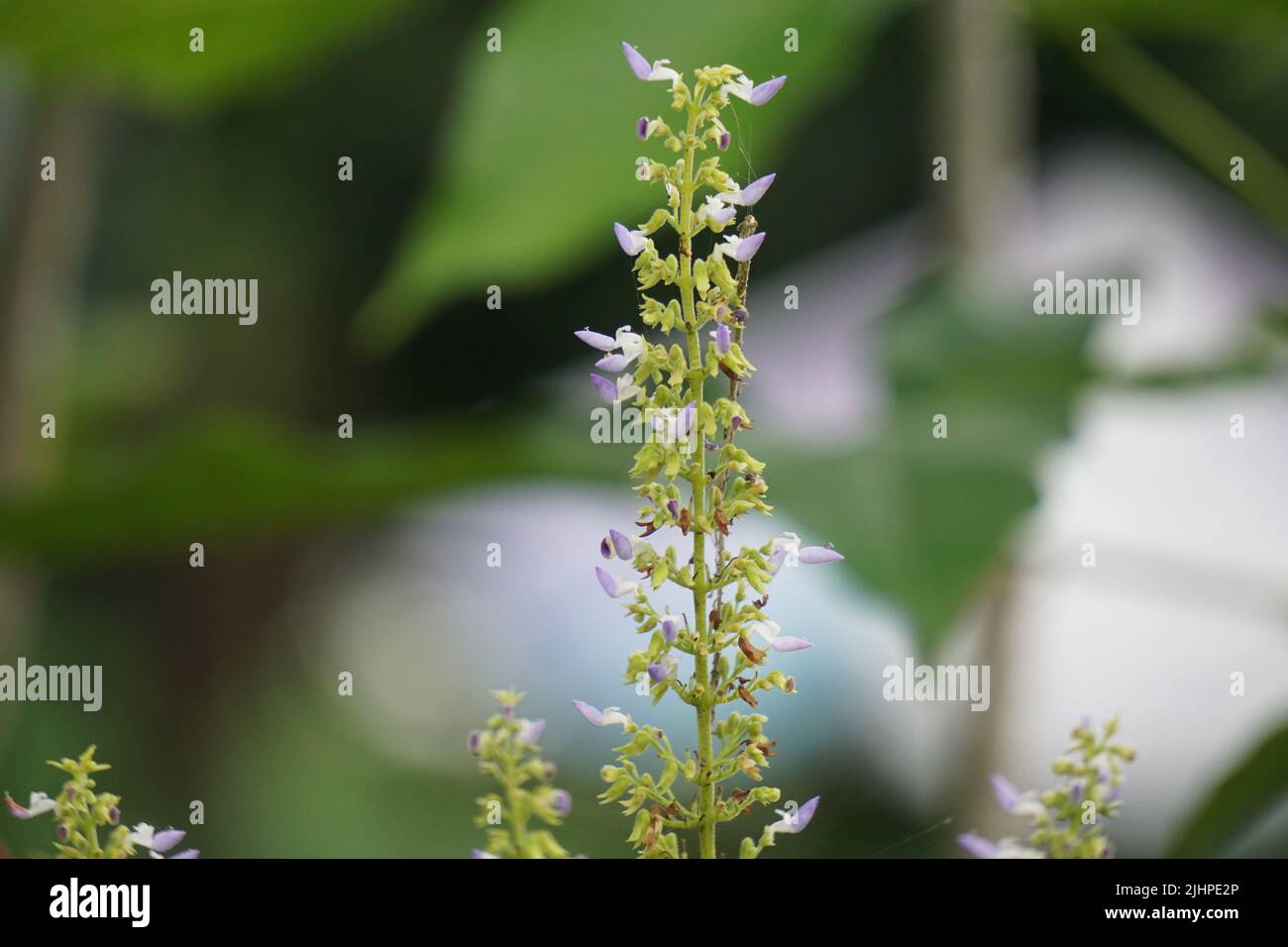 Plectranthus scutellarioides, oder Coleus oder Miyana oder Miana Blätter oder in lateinischer Sprache Coleus Scutellaricides, ist eine Art blühender Pflanze Stockfoto