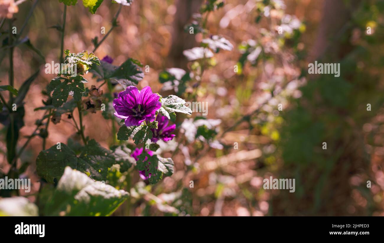 Lila Blüten auf einer Wiese, sonniger Nachmittag Stockfoto