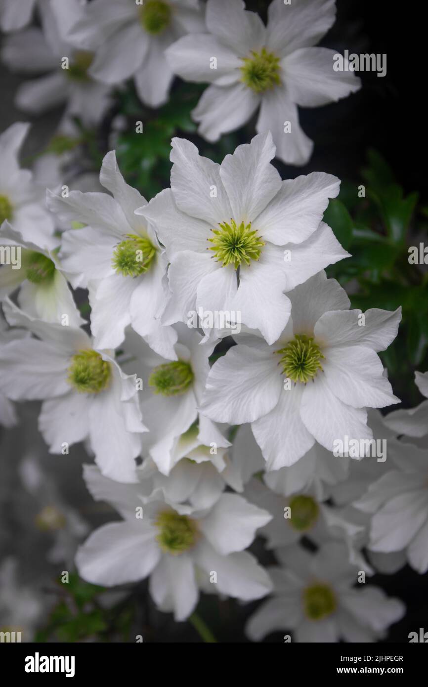 Schöne weiße Clematis, die im Frühling blühen, Draufsicht auf weiße Blumen Stockfoto