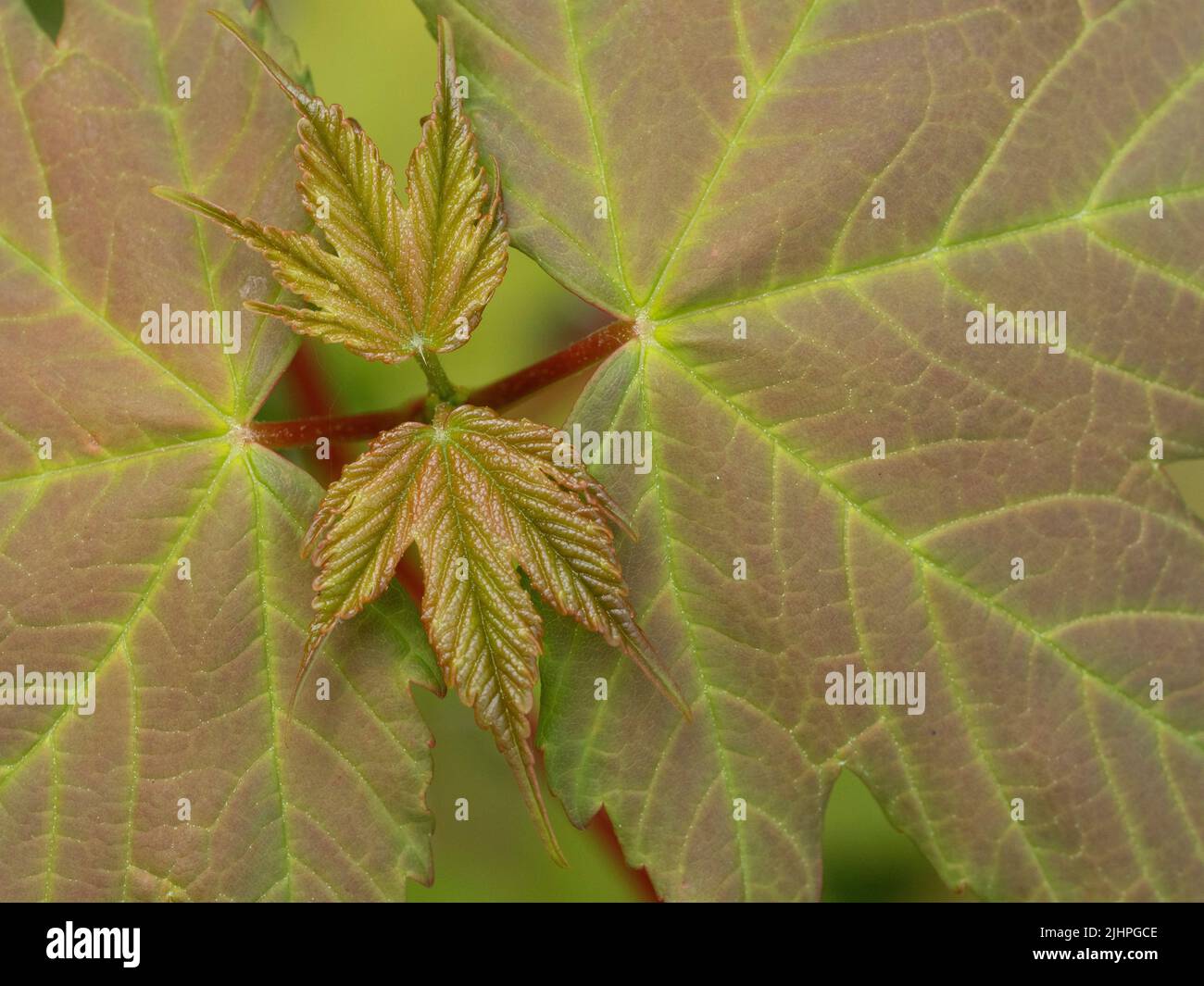 Sycamore Leaf, (Acer pseudoplatanus), Bonsai Woodlands, Kent UK, zeigt neues Blattwachstum Stockfoto
