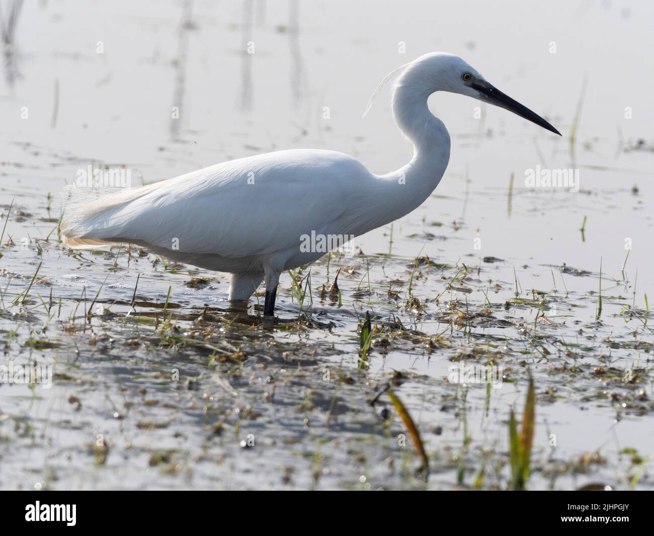 Little Egret (Egretta garzetta) Elmley Nature Reserve, Kent, Großbritannien, watet im Wasserangeln Stockfoto