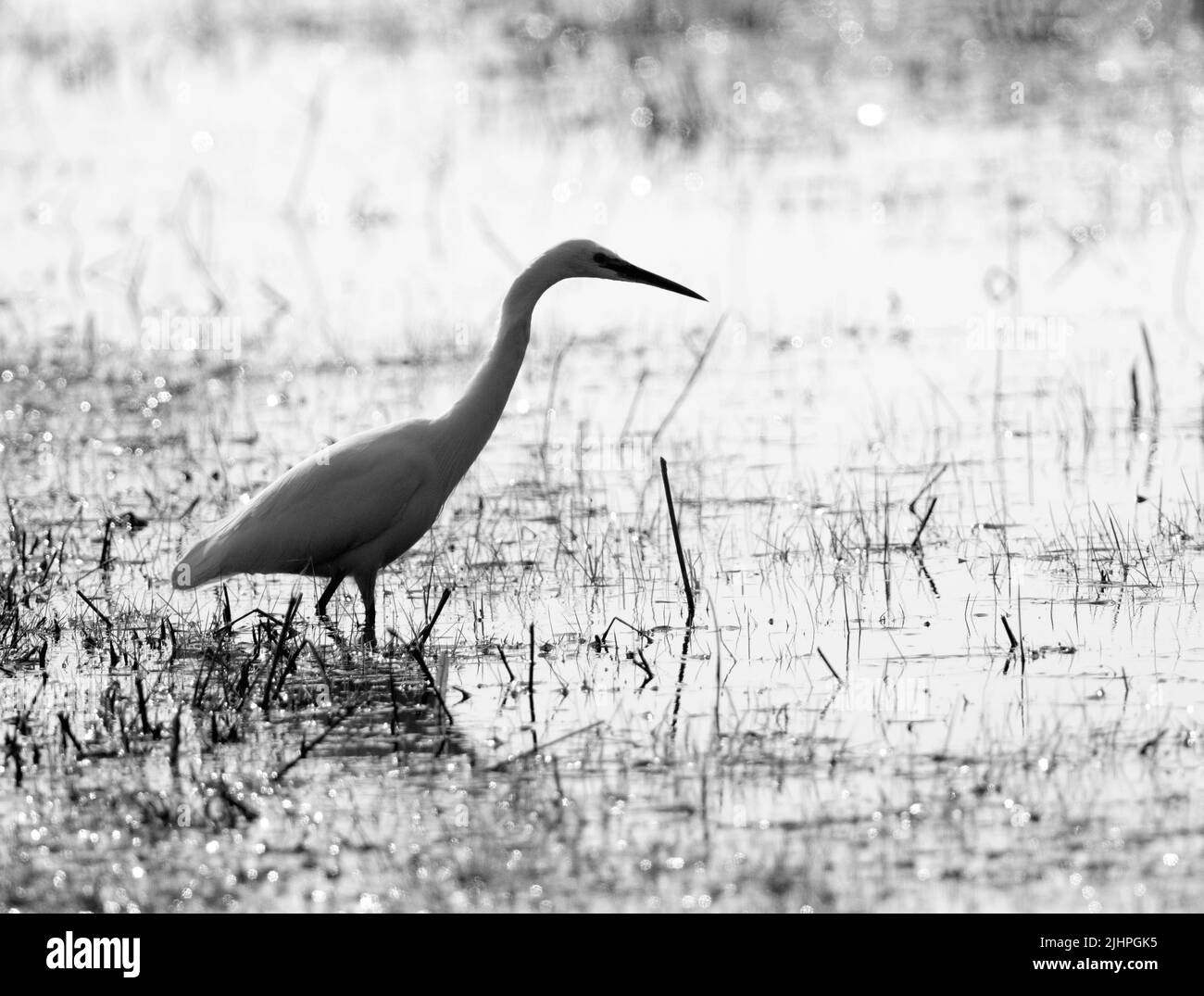 Little Egret (Egretta garzetta) Elmley Nature Reserve, Kent, Großbritannien, Wating in Water Fishing, Black & White Stockfoto