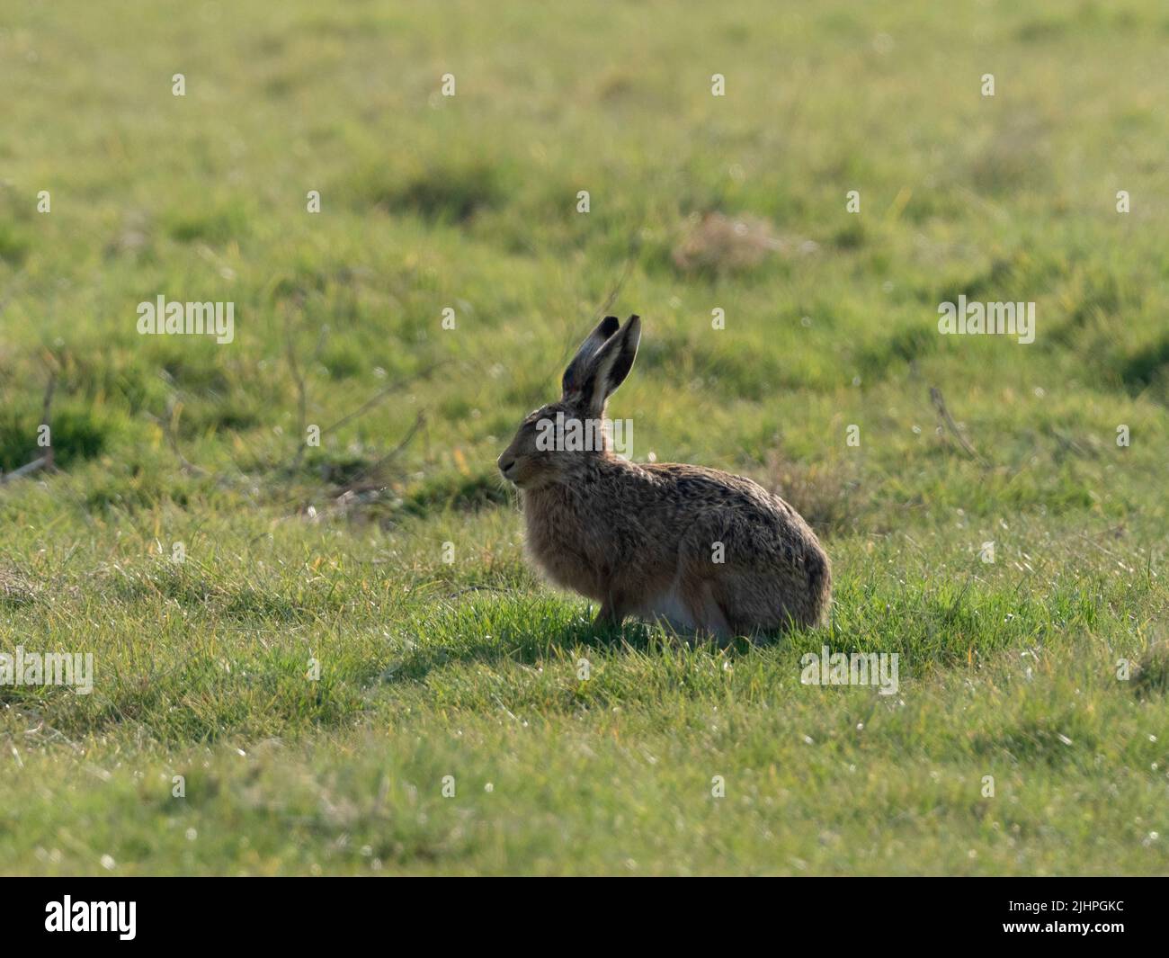 Braunhase (Lepus europaeus), Elmley Nature Reserve, Kent, Großbritannien Stockfoto