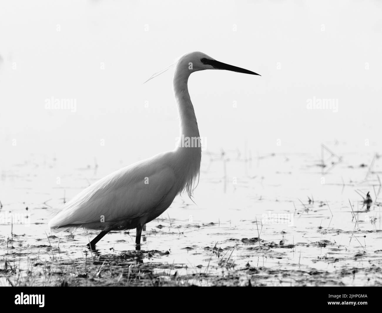 Little Egret (Egretta garzetta) Elmley Nature Reserve, Kent, Großbritannien, Wating in Water Fishing, Black & White Stockfoto