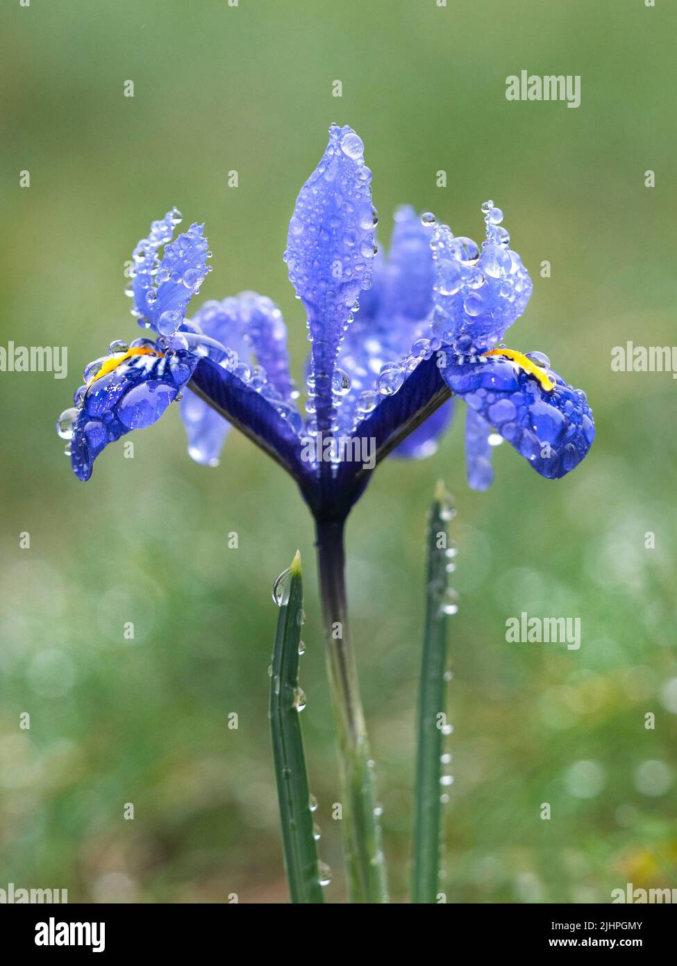 Iris Blume (Iris sp.) nach Regen mit Wassertropfen, Garden, Kent UK Stockfoto