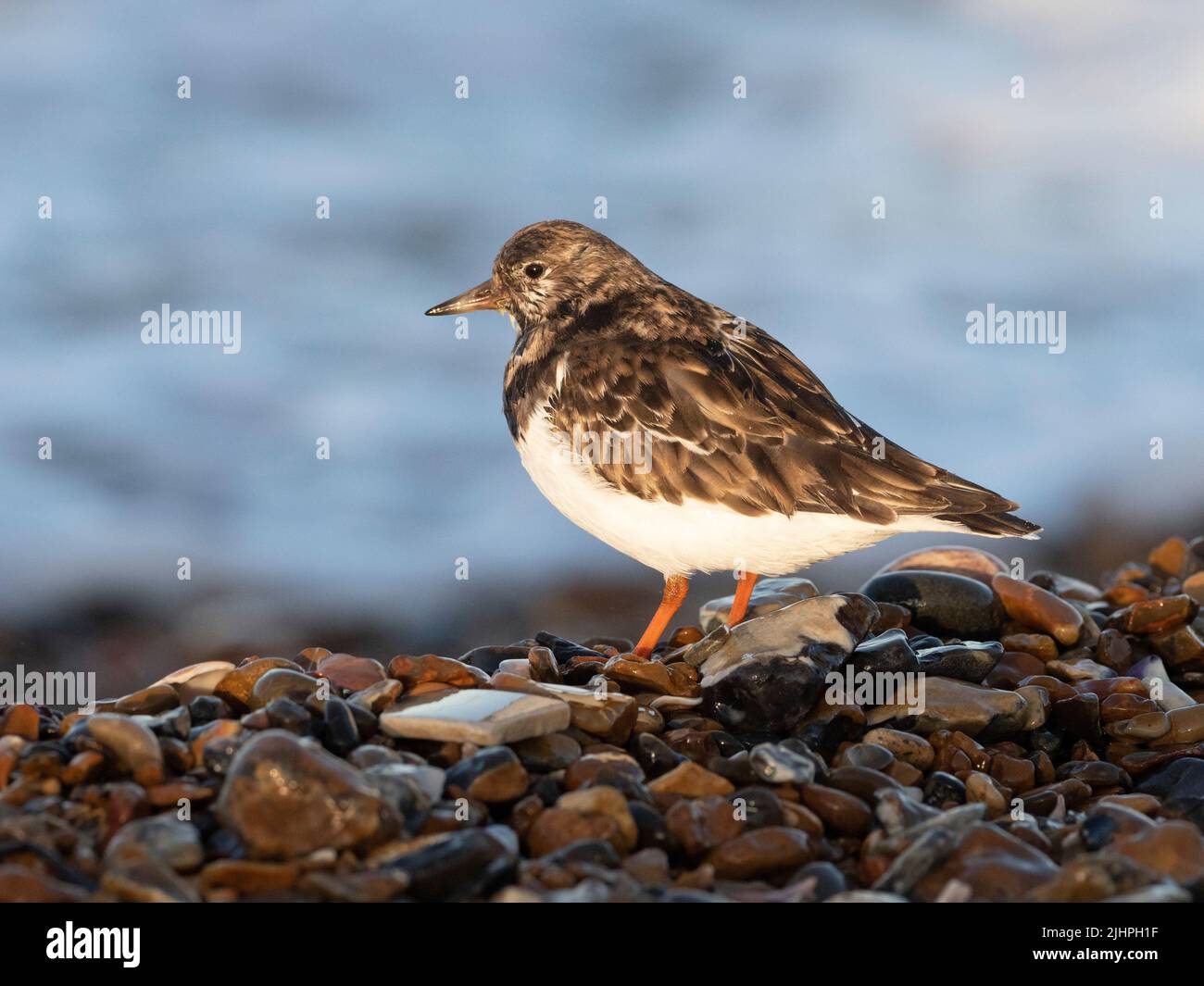 Roddy Turnstone (Arenaria interpres) Füttern um weggeworfene Austernschalen am Kiesstrand, Whitstable, Kent UK, können Turnstones Felsen fast wie kippen Stockfoto