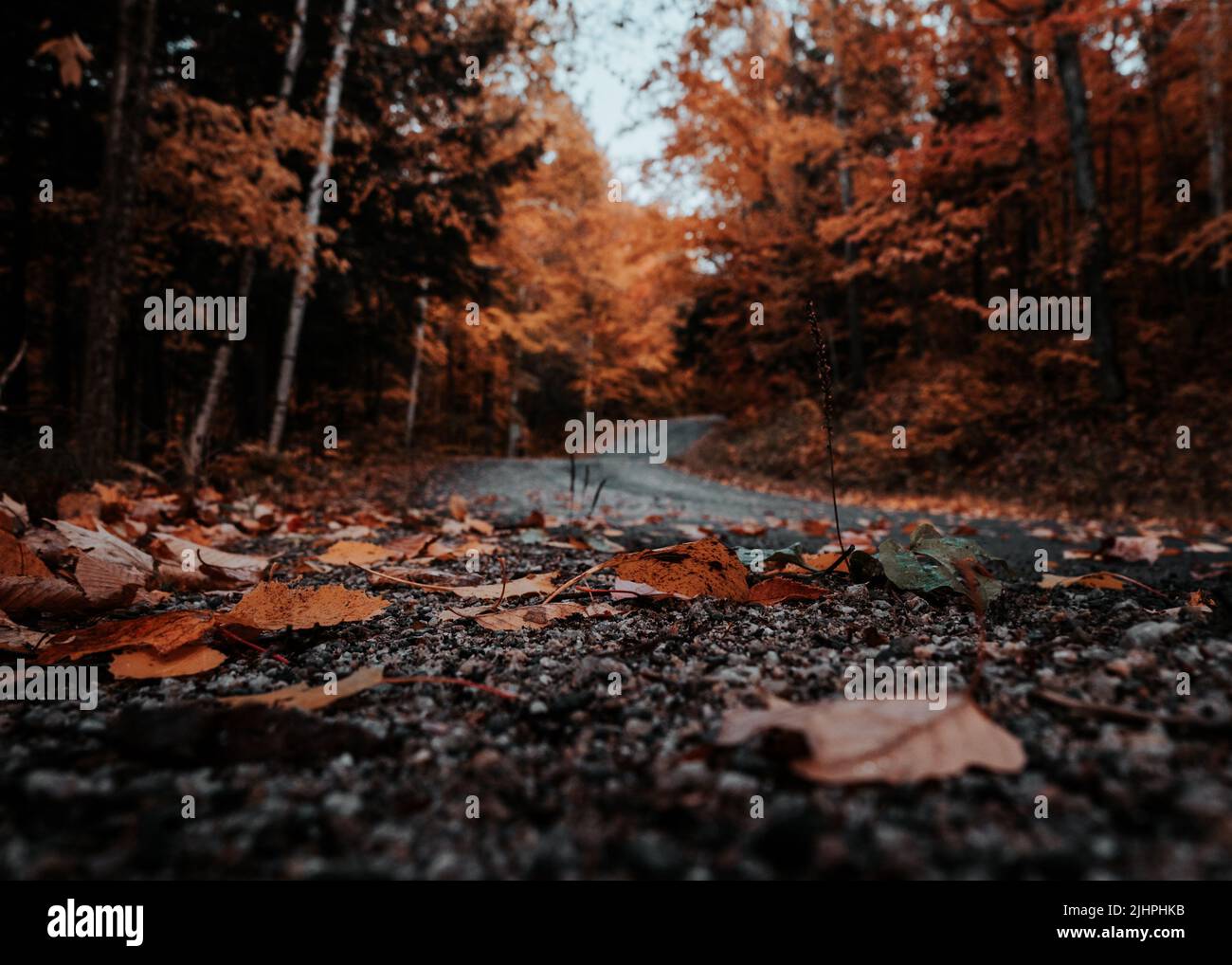Straße im Herbst, Landschaftsfotografie, Blätter, Herbstfarbe, kanada, Quebec Stockfoto