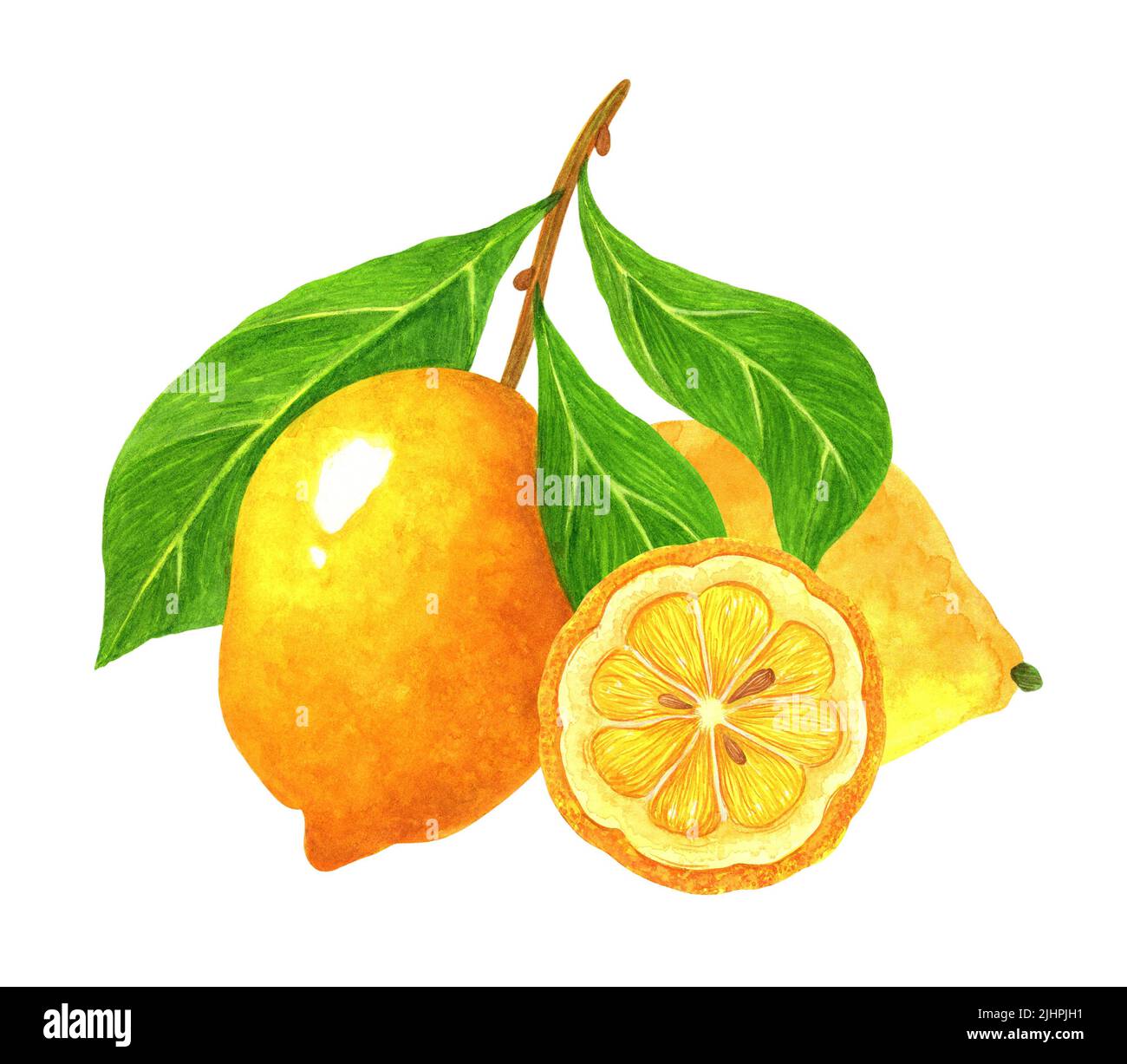 Zitronen Aquarell Illustration. Tropische reife Früchte isoliert auf weißem Hintergrund. Zitrusfrüchte mit Blättern auf einem Ast, ganz, in Scheiben schneiden. Saures Dessert im Garten. Stockfoto