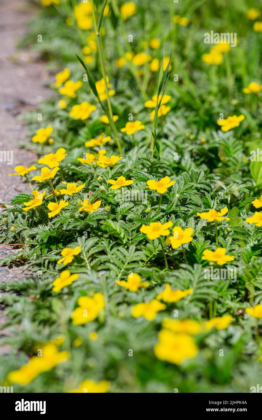 Gänsefuß. Gelbe Blüten an einem sonnigen Tag Stockfoto